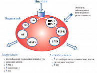 Рис. 4. Атерогенные и антиатерогенные свойства инсулина*.