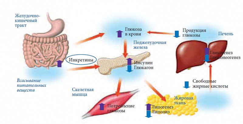 Печень сахар в крови. Механизм действия инкретиновых препаратов. Инкретины гпп1. Механизм действия инкретиномиметиков. Гормоны пищеварительного тракта.