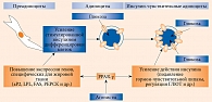 Дифференцировка преадипоцитов в малые инсулин-чувствительные адипоциты при активации ядерных рецепторов PPAR-γ