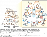 Рис. 1. Гипотетическая модель взаимодействия уротелия, нейротелия, эндотелия и миотелия мочевого пузыря