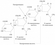 Рис. 2. Специфичность гиалуронидазы (деполимеризация гиалуроновой кислоты, гидролиз гликозидной связи)