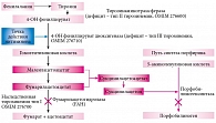 Рис. 1. Пути физиологического (черная линия) и аномального (красная линия) метаболизма тирозина, точка действия нитизинона