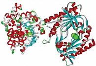 Рис. 7. Пространственная структура аденилатциклазы-7 в комплексе с G-белком (аденилатциклаза (справа), глобула G-белка (слева) связывают ионы магния (сферы))