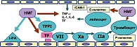 Рисунок 4. Современные представления о механизме действия НМГ: антикоагулянтные и противовоспалительные свойства НМГ