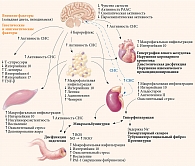 Общие системные и метаболические факторы, влияющие на развитие СД, АГ, сердечно-сосудистых заболеваний и заболеваний почек