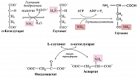 Рис. 4. Использование α-кетоглутарата, глутамата, оксалоацетата и аспартата для детоксикации аммиака