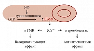 Рис. 2. Оксид азота – одна из самых простых межклеточных сигнальных молекул