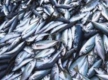 Медики обнаружили связь между употреблением балтийской рыбы и возникновением гипертонии