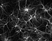 Американским ученым удалось отследить процесс формирования нейронных сетей