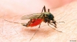 Вакцина против малярии: первый успех