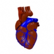 Французская компания запустила КИ кардиопротеза собственной разработки