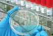 Китайский грипп H10N8 безопасен для человека, успокаивают ученые