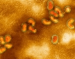 Новый штамм птичьего гриппа: врачи боятся пандемии