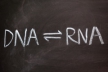 Для РНК-портрета ткани достаточно нескольких клеток