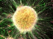 Эффективность получения искусственных стволовых клеток доведена до 100%