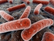 Справиться с бактериальными инфекциями поможет вирусный белок