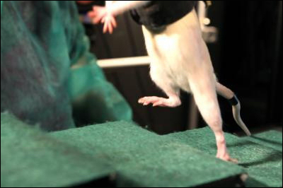 Изолированный участок поврежденного спинного мозга почти сразу &laquo;вспомнил&raquo;, как надо управлять конечностями, и подопытная крыса смогла двигать ногами