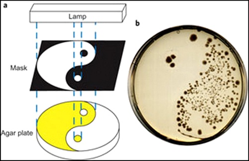 Схема эксперимента и культура бактерий, выжившая лишь на той половине питательной среды со светоактивируемым антибиотиком, которая была защищена от света (фото авторов работы).