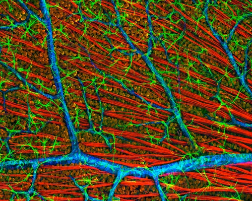 Сетчатка мыши; оранжевым окрашены тела ганглионарных нейронов, красным — волокна зрительного нерва, зелёным — глиальные клетки. (Фото Visuals Unlimited / Corbis)