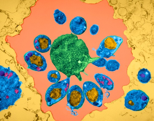 Малярийные плазмодии, разрушившие эритроцит (фото Dennis Kunkel Microscopy, Inc.)