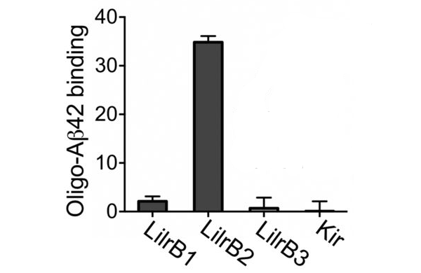 LilrB2 связывается с бета-амилоидными олигомерами.