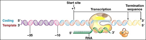 Схематическое изображение транскрипции: фермент РНК-полимераза синтезирует РНК на шаблоне ДНК от стартовой точки до стоп-сигнала. (Рисунок aymanz.13)