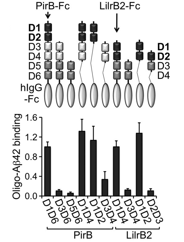 Для связывания с олигомерами Аβ критически важны два первых домена белков PirB и LilrB2. 