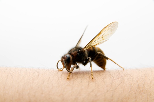 Чем сильнее ваш иммунитет реагирует на пчелиный укус, тем, возможно, выше ваша устойчивость к пчелиному яду. (Фото Shutterstock)