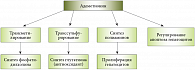   Рис. 1. Роль адеметионина в биохимических реакциях ( Адаптировано по [1]).