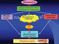 Рис. 3. Схема патогенеза ССЗ у женщин