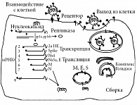 Рис. 6. Жизненный цикл коронавирусов
