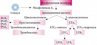 Рисунок. Схема синтеза лейкотриенов в каскаде метаболизма арахидоновой кислоты