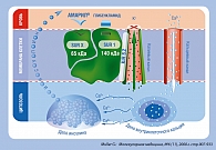 Рисунок 4. Особенности взаимодействия глимепирида (Амарила)  с СМ-рецепторами ß-клеток