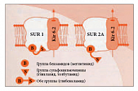 Рис. 6. Схема различных типов SUR-рецепторов