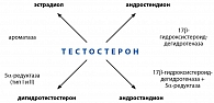 Рисунок 1. Схема метаболизма тестостерона в организме