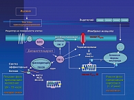 Рисунок 7. Схема развития ишемического прекондиционирования в ишемизированном миокарде (20)