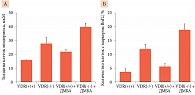 Рис. 5. Количественная оценка толщины эпидермиса (А) и клеток с маркером BrdU (Б) у мышей VDR(+/+) и VDR(-/-), обработанных ДМБА