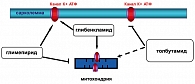 Рисунок 11. Влияние препаратов сульфонилмочевины  на митохондриальные KАТФ-каналы
