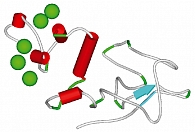 Рисунок 8. Пространственная структура кальций-связывающего Gla-домена прокоагулянтных белков. Показаны ионы кальция, связанные Gla-доменом