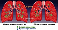Рисунок 2. Диаграмма распределения β2-адрено- ,М3-холинорецепторов в дыхательных путях легких в зависимости от возраста пациентов;  места приложения различных бронхолитических препаратов