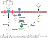 Рис. 3. Схематическое изображение влияния глицирризиновой кислоты на репликацию вируса SARS-CoV-2