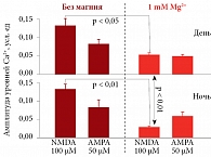 Рис. 4. Различия днем и ночью при активации секреции Ca2+ агонистами глутаматных рецепторов (NMDA и АМРА) в присутствии или в отсутствие внеклеточного Mg2+