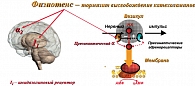 Рисунок 6. Схема фармакологического действия Физиотенза