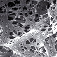 Рисунок 1. Лабиринтная структура эндотелиального пласта пещеристых тел экспериментального интактного животного. СЭМНПх60