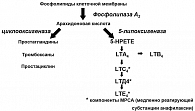 Рис. Синтез цистеиниловых лейкотриенов