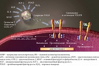 Рис. 1. Характеристики опухоли и микроокружения способствуют экспрессии VEGF