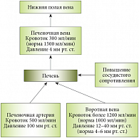 Рис. 1. Параметры кровотока при внутрипеченочной портальной гипертензии. Клинические проявления портальной гипертензии