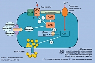 Рисунок 3. Механизм действия препаратов сульфонилмочевины  на β-клетку