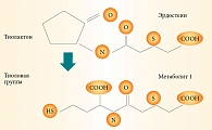 Рис. 2. Химическая структура эрдостеина и его метаболита
