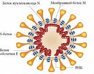 Рис. 2. Структура коронавируса
